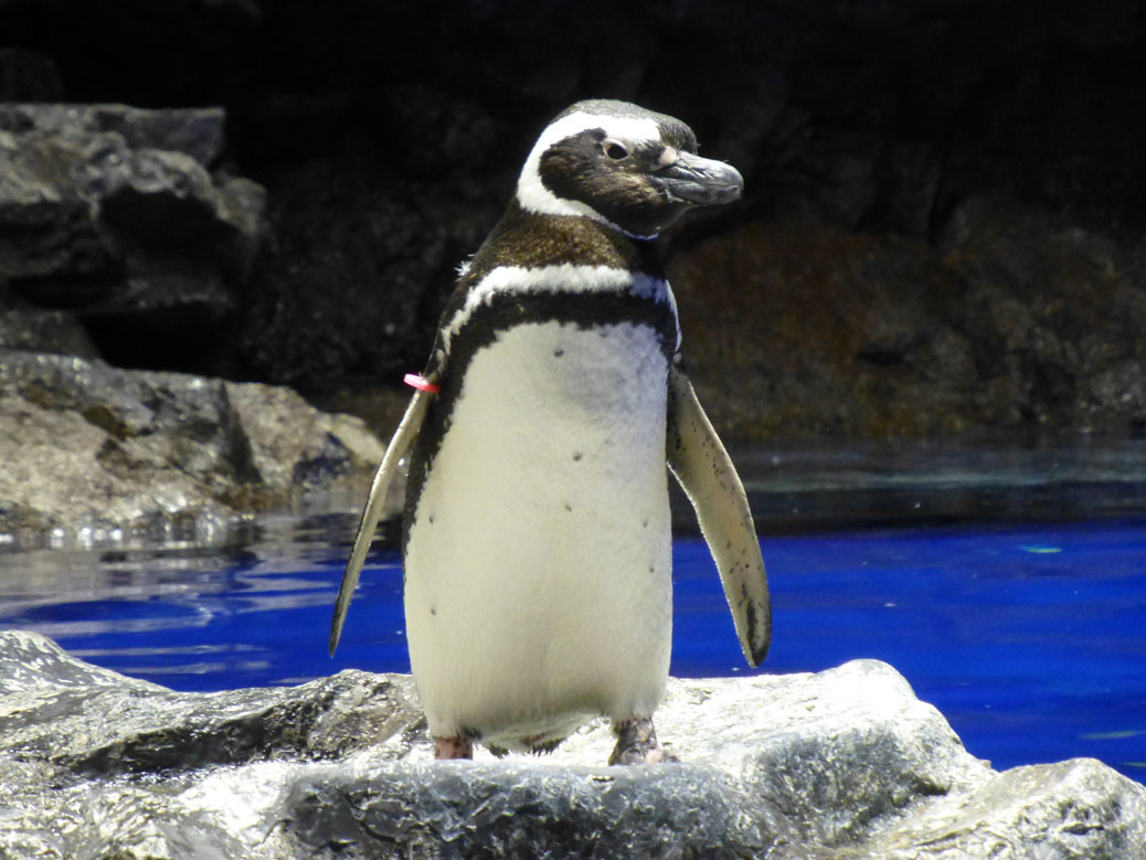 Penguin at Sumida Aquarium