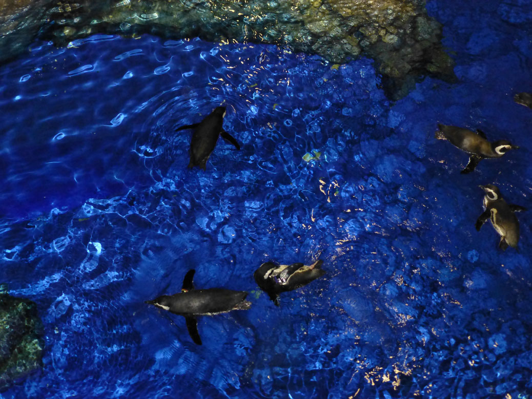 Penguins at Sumida Aquarium