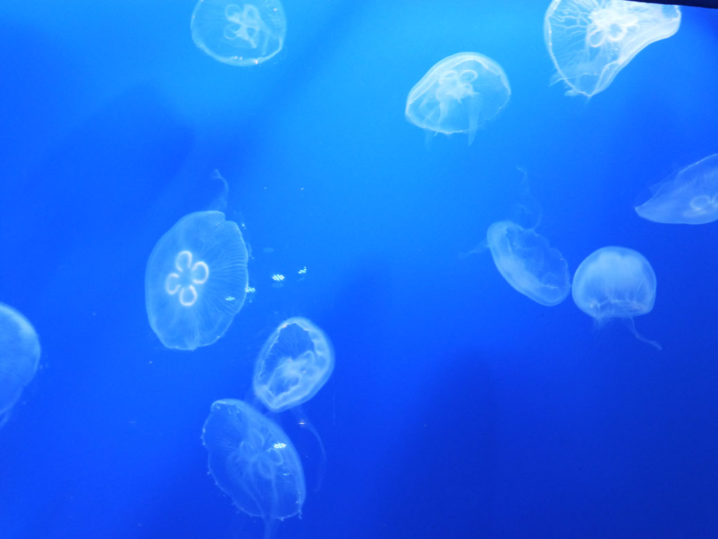 Sumida Aquarium Jellyfish