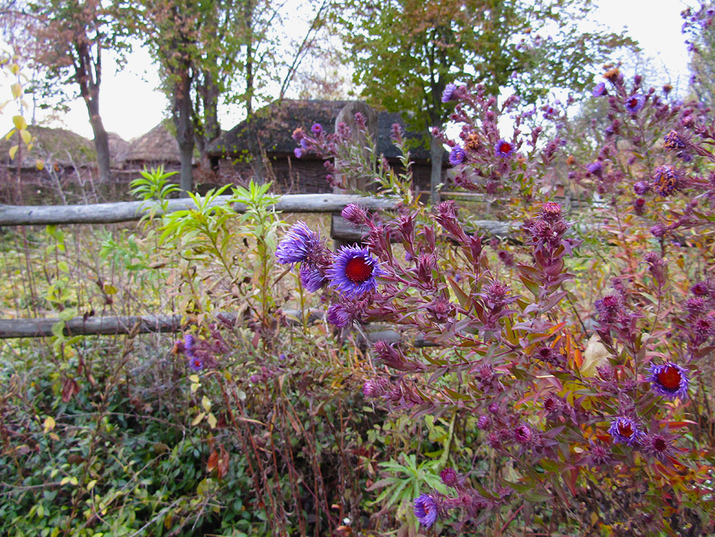 The last of the fall flowers and foliage.