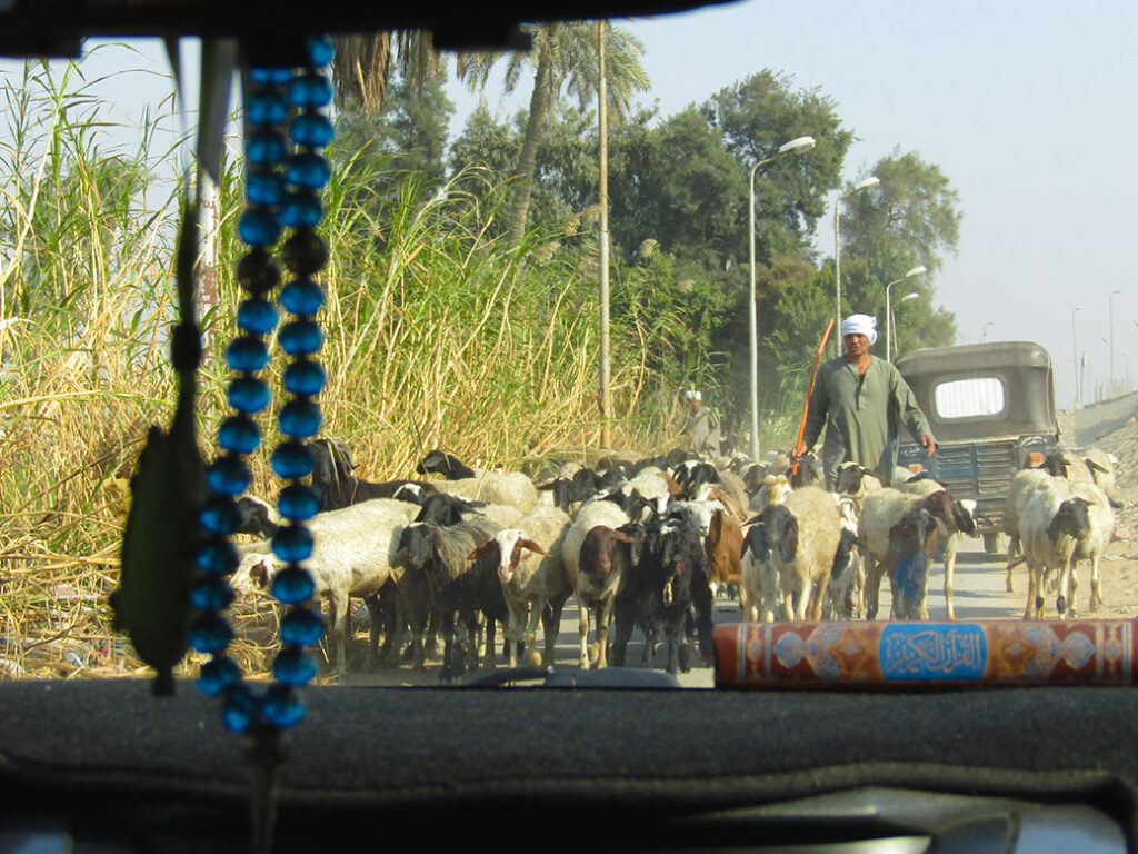 Goat traffic on the way to the riding school on a small, country road in Giza. This is not typical of Cairo traffic at all!