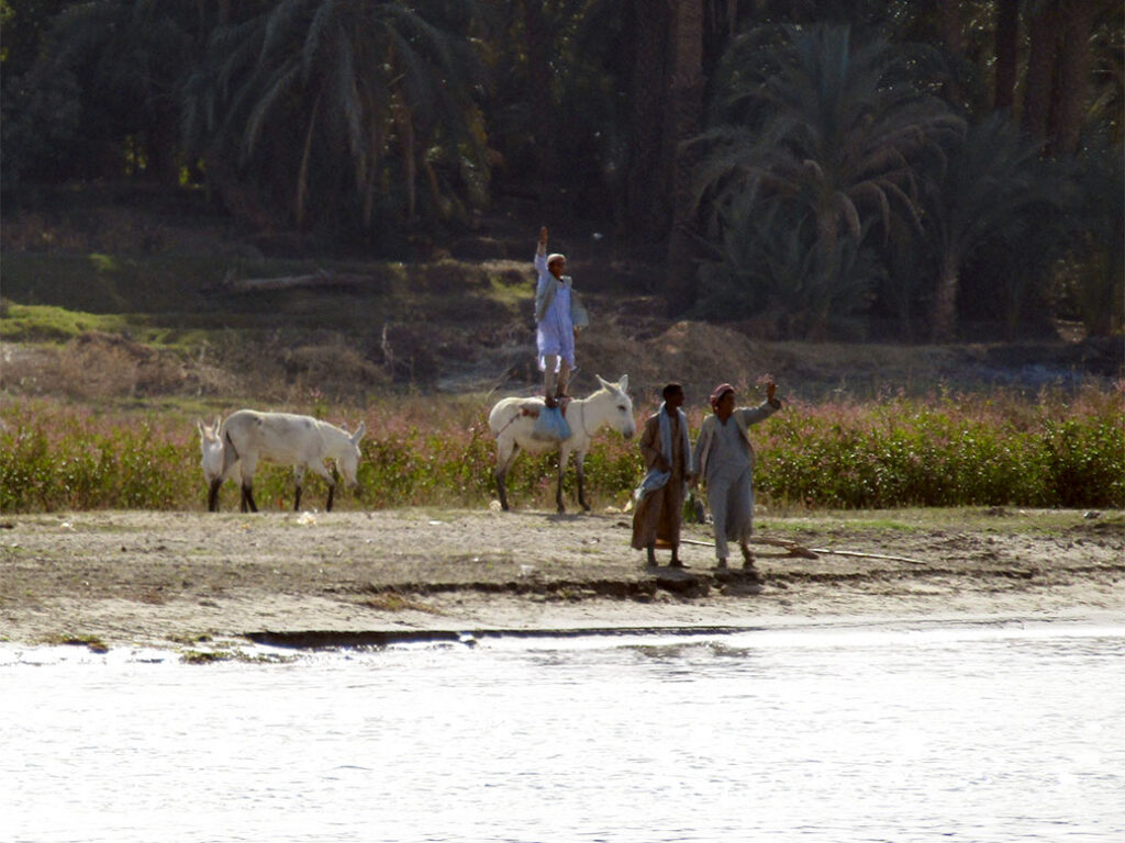 Daily life along the Nile River. The man flat-foot jumped atop his donkey to wave at our boat.