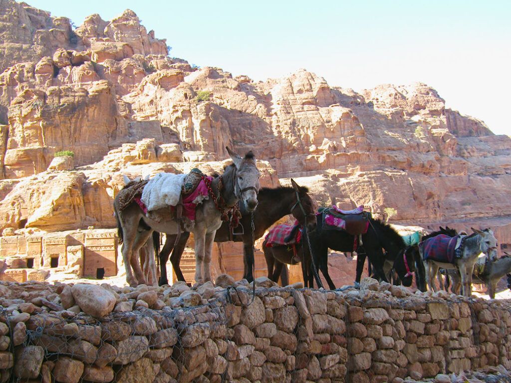 The real workers at Petra, donkeys and mules take a break in the shade near the Street of Facades.